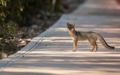 Grey fox crossing walk side in Playa del Carmen during golden hour 