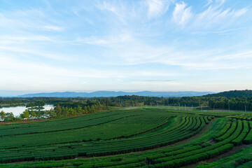Fototapeta premium tea plantation on mountain in morning