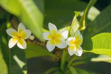 Frangipani flowers yellow and white. Tropical garden in summer