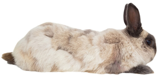 Side view of rabbit sitting