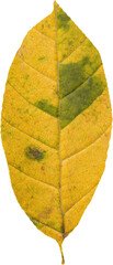 Close up of dry yellow leaf