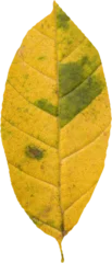 Gordijnen Close up of dry yellow leaf © vectorfusionart