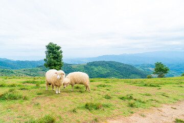 Obraz premium white sheep on mountain hill
