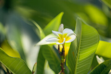 Frangipani flowers yellow and white. Tropical garden in summer