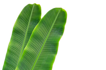 Fresh banana leaves on white background.
