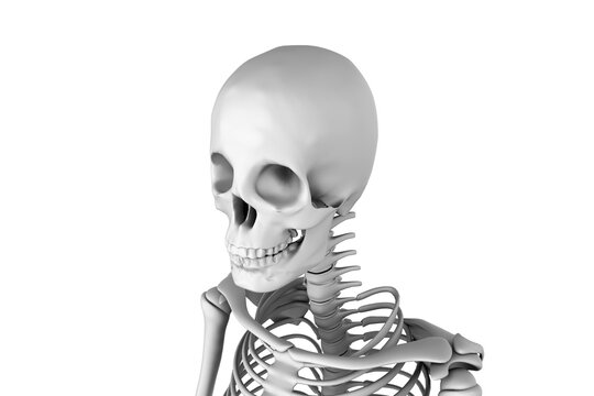 Digitally generated image of skeleton 