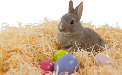 Bunny on paper nest with Easter eggs