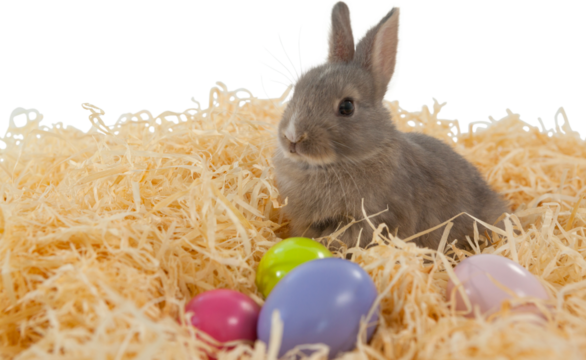 Bunny on paper nest with Easter eggs