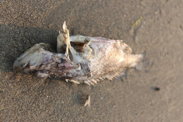 Dead fish on the beach, close-up of a dead fish