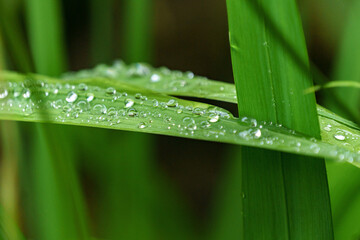 grass with dew drops