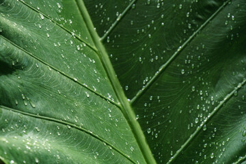 grass with dew drops