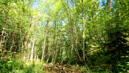 wild woods green foliage - plants, trees and brushwood - photo of nature