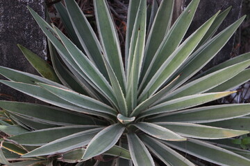 Close up of agave plant in the botanical garden, macro