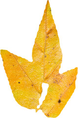 Close up of yellow autumnal leaf
