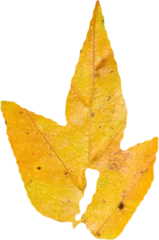 Gordijnen Close up of yellow autumnal leaf © vectorfusionart