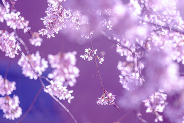 春爛漫の枝垂れ桜。逆光の花びらを色温度を変えて幻想的に撮影
