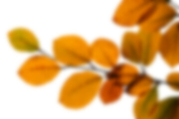 Blurry autumn leaves