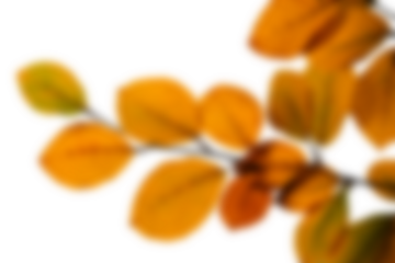 Blurry autumn leaves