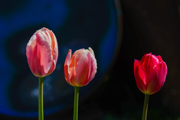 Fototapeta premium Bright multi-colored tulips in the spring park.