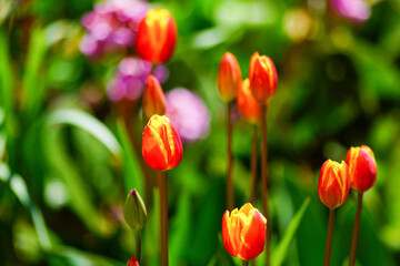 Bright multi-colored tulips in the spring park.