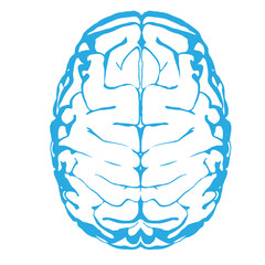 Diagram of human brain
