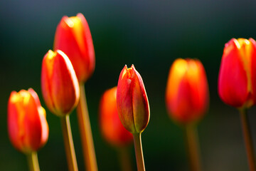 Bright multi-colored tulips in the spring park.