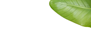 Gordijnen Cropped image of green leaf  © vectorfusionart