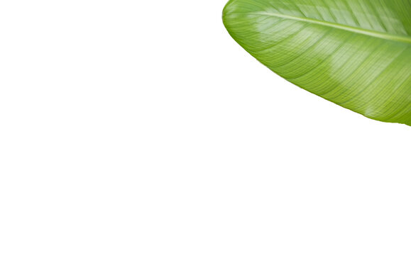 Cropped image of green leaf 