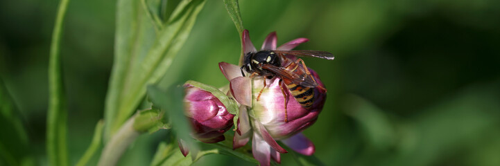 Honey bees feed on nectar of pink flowers