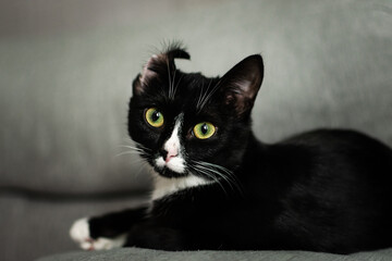 a black cat with a curved ear on a gray sofa