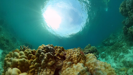 Tropical Fishes on Coral Reef, underwater scene. Philippines.