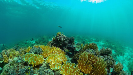 Naklejka na ściany i meble Tropical underwater sea fish. Colourful tropical coral reef. Scene reef. Philippines.