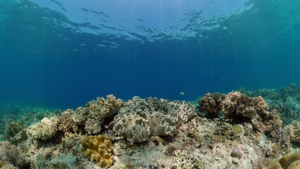 Beautiful underwater landscape with tropical fishes and corals. Life coral reef. Philippines.