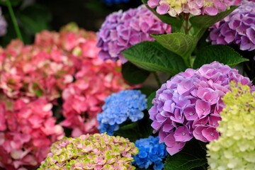 Obraz premium 色とりどりのアジサイの花