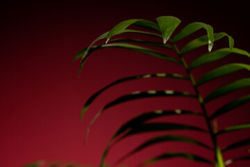 Close up of plant with green leaves on red background with copy space