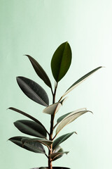 Close up of plant with big green leaves on green background with copy space