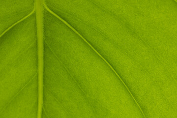 Close up of green leaf with veins and midrib, copy space