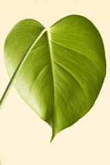 Obraz premium Close up of green leaf on yellow background with copy space