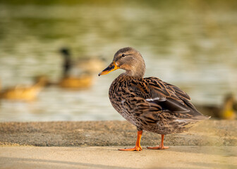 Big duck