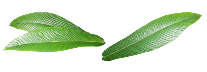 long green leaves isolated on white background