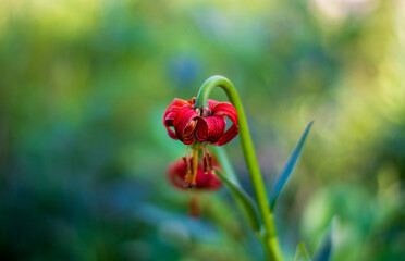 the intense red of the flower in the spring meadows