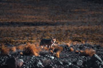Fox animal in front of Volcanic mountains in San Pedro de Atacama Chile