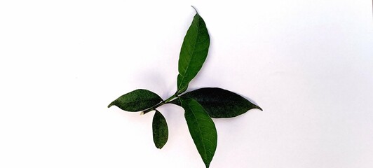 Leaf isolated on white background