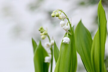 Obraz premium すずらん