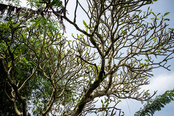 branches against sky