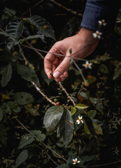 Coffee plantation in Colombia production of coffee beans close to salento