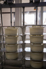 Young cheese pressed in the special forms in the dairy of France. A part of the process of cheese production.