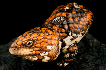 Western shingleback skink (Tiiqua rugosa rugosa)