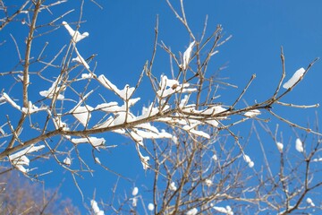 snow