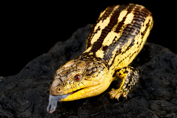 Blotched blue-tongued skink (Tiliqua nigrolutea) Highland form